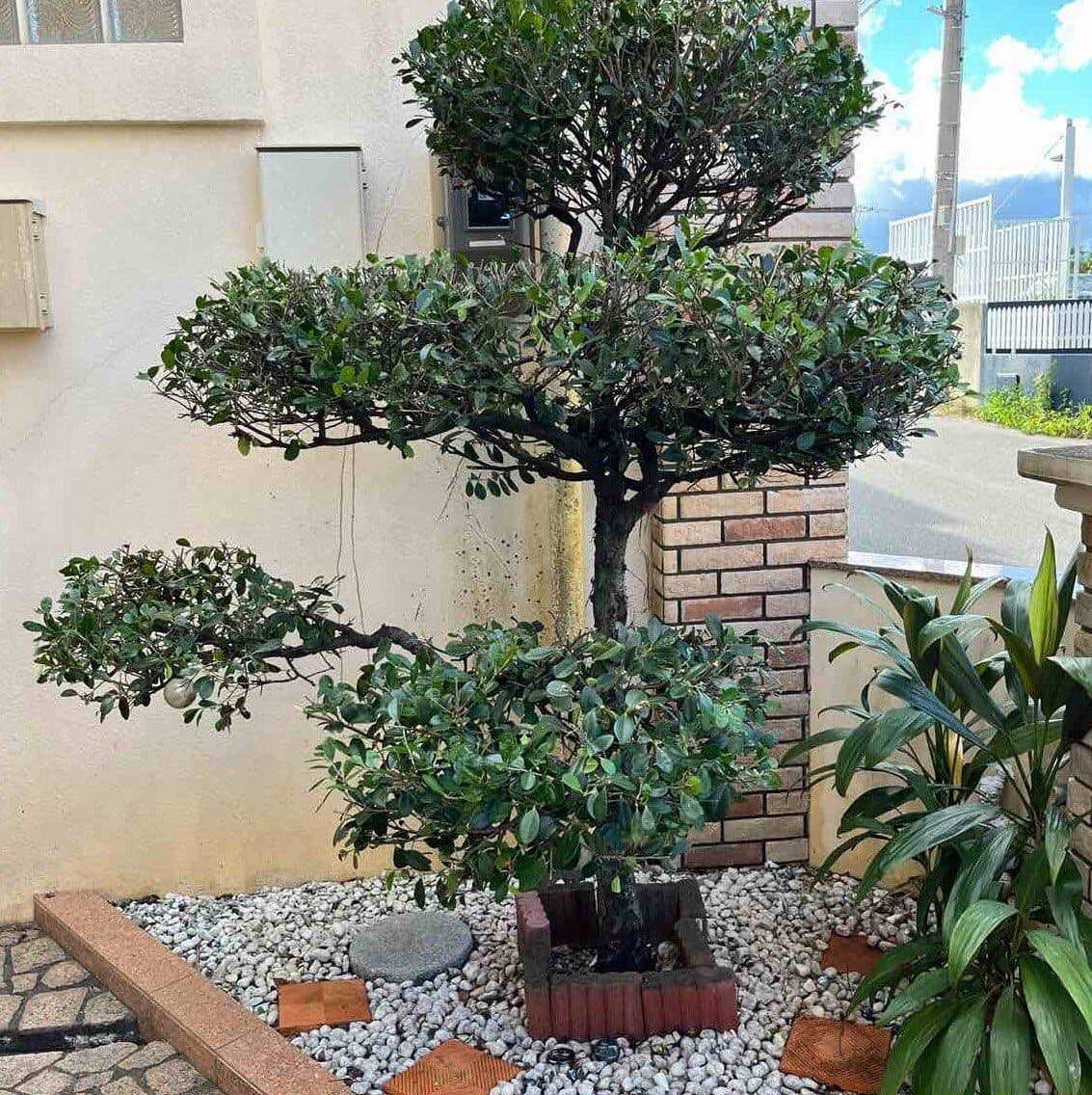 Pruned topiary tree in a gravel bed